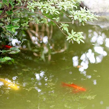 成都归去来兮小中医复式酒店提供图片