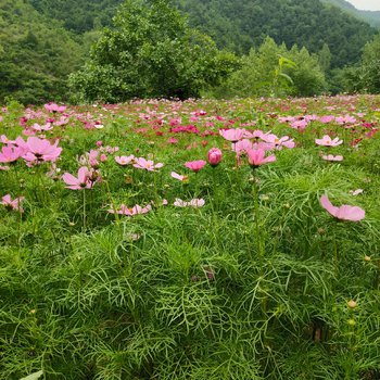 陵川秋实民宿酒店提供图片