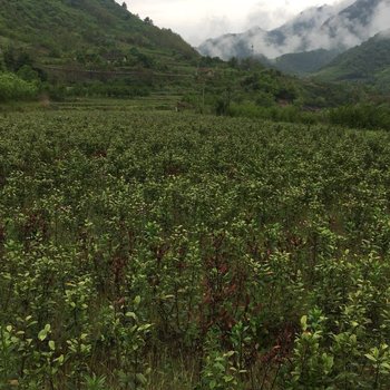 宝鸡太白南华山庄酒店酒店提供图片