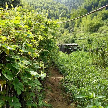 炎陵麟源山庄酒店提供图片