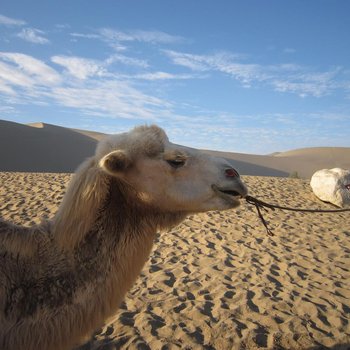 敦煌西游国际沙漠露营基地酒店提供图片