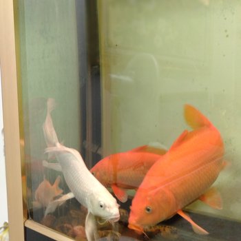 井冈山宁海军公寓酒店提供图片