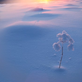 雪乡陈百万家庭旅馆酒店提供图片