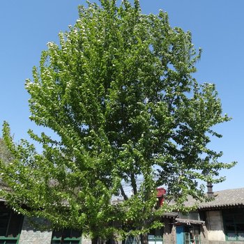 平遥古陶客栈
