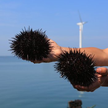 荣成东楮岛海草房渔家乐酒店提供图片