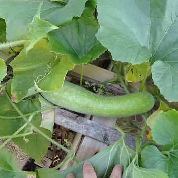 桂林陶顺秀公寓酒店提供图片