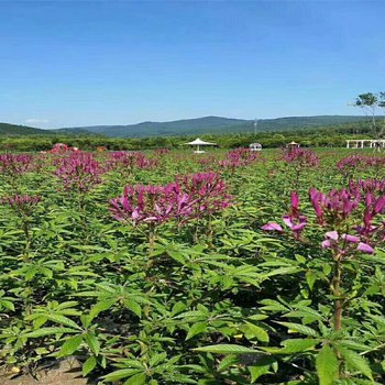 铁岭县温馨舒适开心公寓酒店提供图片