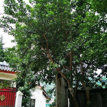 邛崃香椿休闲农庄酒店提供图片