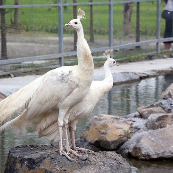 宜兰葛玛兰七贤休闲农场民宿酒店提供图片