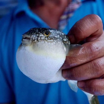 漳州非花花园精品民宿酒店提供图片