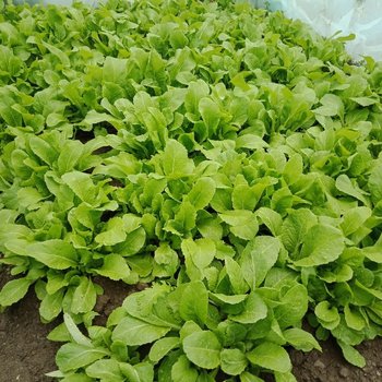 甘孜白玛其珍客栈(中国熊猫大道分店)酒店提供图片