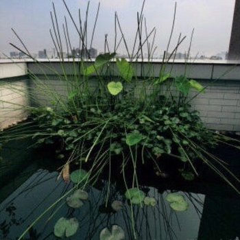 成都fishzxy特色民宿(神仙树北路分店)酒店提供图片