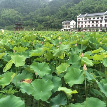 丽水莲舍精品民宿酒店提供图片