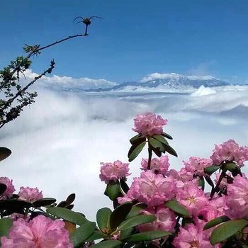 雅安牛背山祥云客栈酒店提供图片