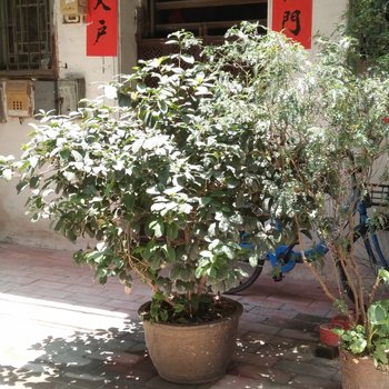 广州Cm喵的温馨小窝普通公寓酒店提供图片