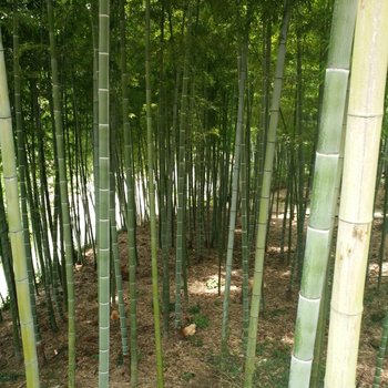 莫干山安馨小居酒店提供图片