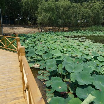 沧州市任丘市尚旅旅居悦荷庄园酒店提供图片