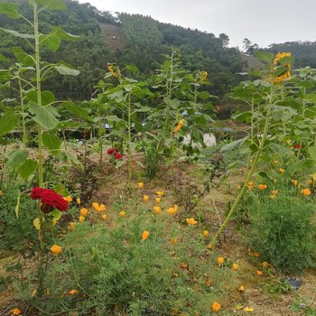 肇庆伍富荣特色民宿酒店提供图片