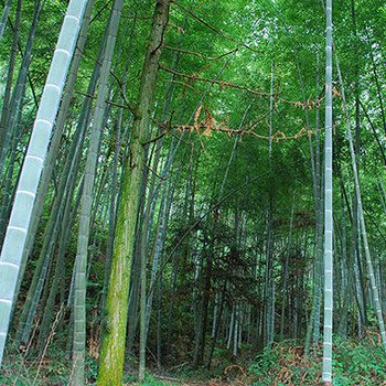 洞口罗溪兰博湘瑶小居酒店提供图片