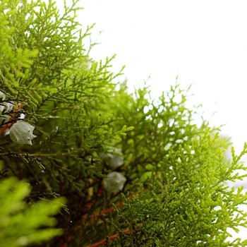 成都归去来兮小中医复式酒店提供图片