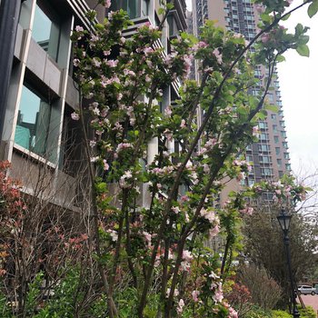 青岛小美美的家公寓(小港一路分店)酒店提供图片