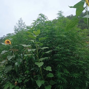 凉山木之家特色民宿酒店提供图片