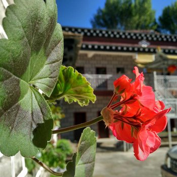 稻城云居客栈酒店提供图片