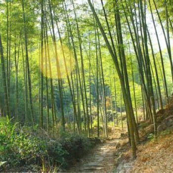 绍兴绿屋姐姐特色民宿酒店提供图片