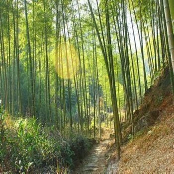绍兴绿屋姐姐特色民宿酒店提供图片