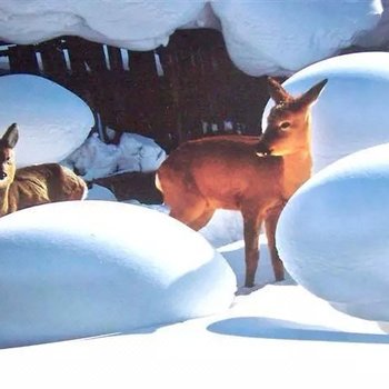 雪乡小雪场家庭旅馆酒店提供图片