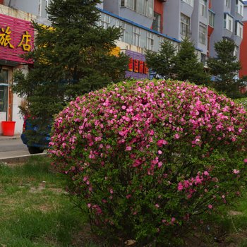 长春玫瑰旅店