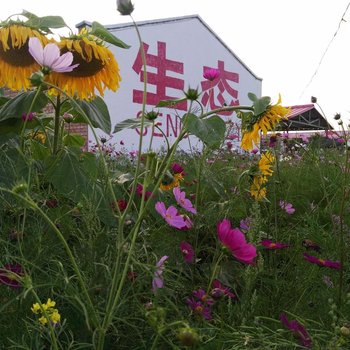 丰宁坝上草原格桑花农庄酒店提供图片