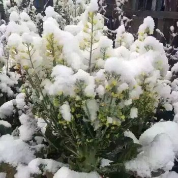 雪乡农家特色农家院