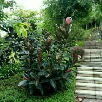 广州富力泉天下欧尚奢华别墅酒店提供图片