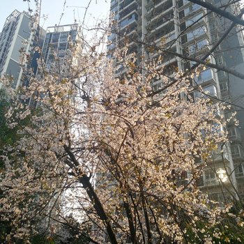 重庆孙静科普通公寓酒店提供图片