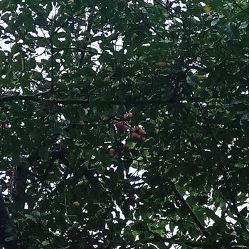 凉山木之家特色民宿酒店提供图片