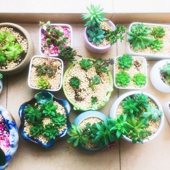 清远江芬公寓酒店提供图片