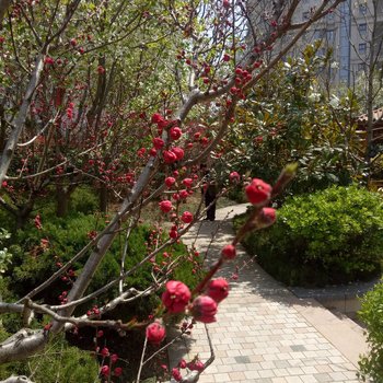 青岛21°C度假公寓酒店提供图片