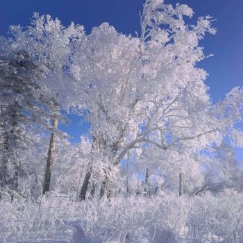 哈尔滨雪谷亮丽特色民宿酒店提供图片