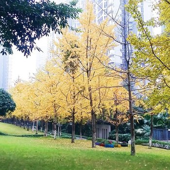 重庆孙静科普通公寓酒店提供图片