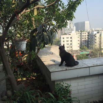 成都fishzxy特色民宿(神仙树北路分店)酒店提供图片