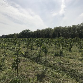 上海崇明人家民宿(建星路分店)酒店提供图片