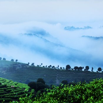 阳朔翠羽茶苑(原阳朔七仙峰茶观园景区酒店)酒店提供图片