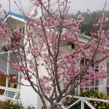 阿里山茶香花园民宿酒店提供图片