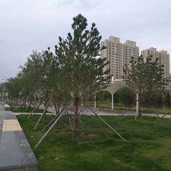 呼伦贝尔小叶之家普通公寓(分店)酒店提供图片