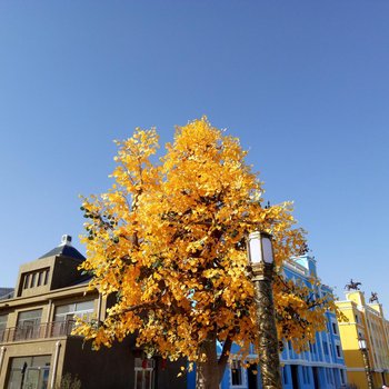 额济纳旗胡杨小镇酒店酒店提供图片