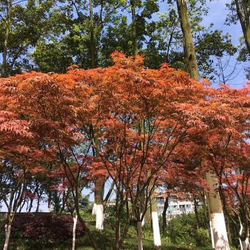 重庆modern times 三居含接机普通公寓酒店提供图片