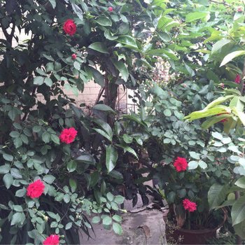 成都fishzxy特色民宿(神仙树北路分店)酒店提供图片