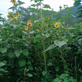 凉山木之家特色民宿酒店提供图片