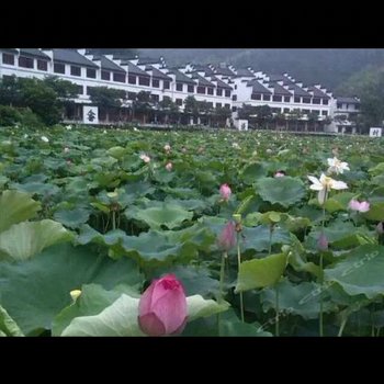 丽水香荷苑民宿酒店提供图片